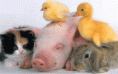 /album/fotogaleria/decl-animales-gif/
